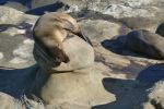 PICTURES/La Jolla Cove - Seals & Sea Lions/t_P1000206.JPG